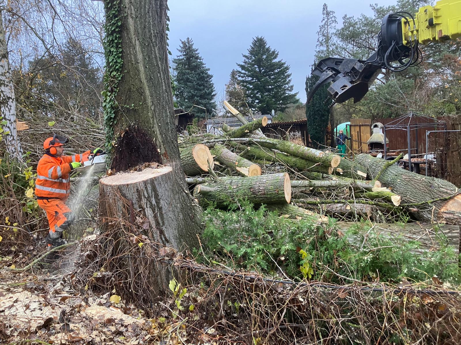Baumfällung in Mittenwalde